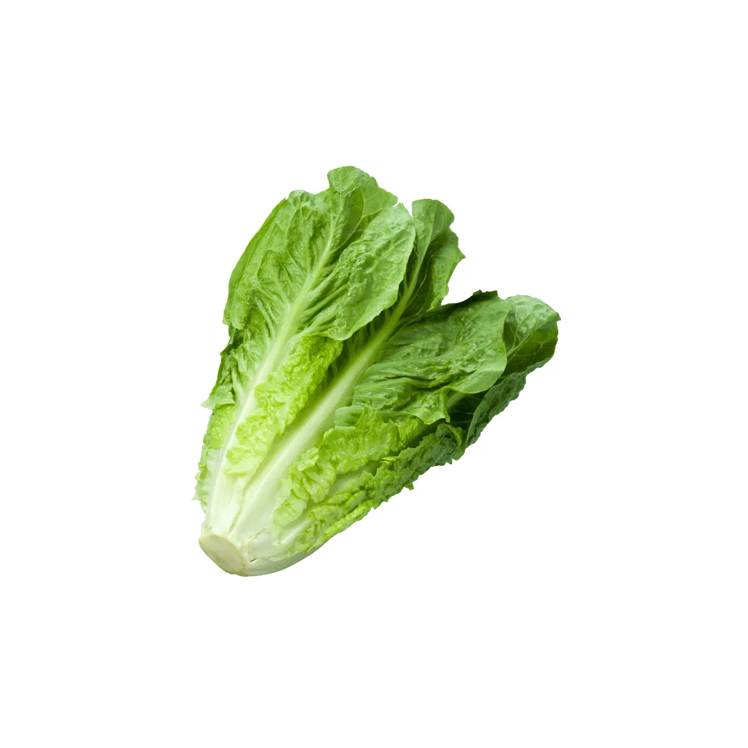 Lettuce Jadeite / Laitue Jadeite | Tourne-Sol Organic Seeds