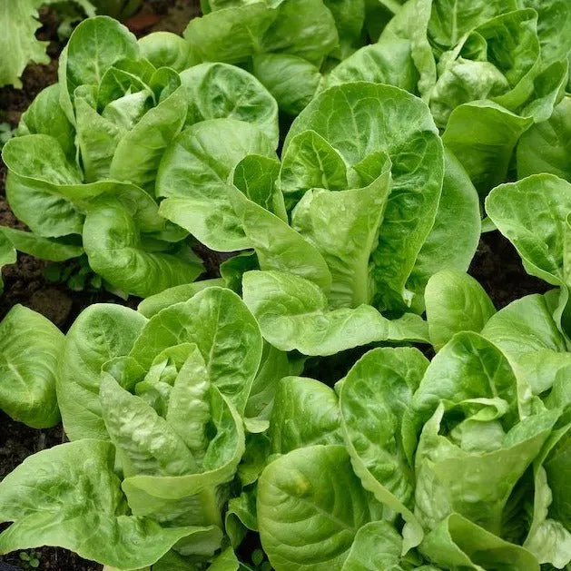 Lettuce Jadeite / Laitue Jadeite | Tourne-Sol Organic Seeds